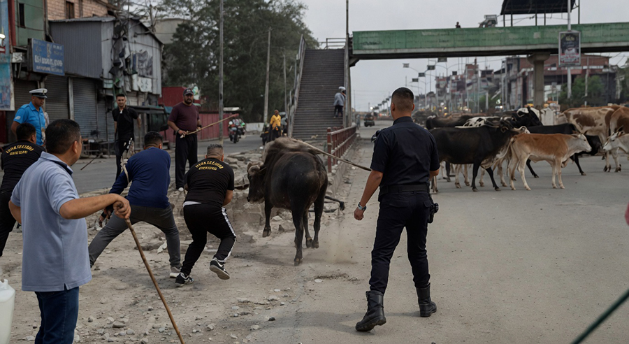 सर्वोच्च अदालतको आदेश: गाईवस्तु कुटपिट रोक्न मेयरलाई निर्देशन